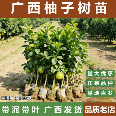 广西容县柚子树苗带泥带叶