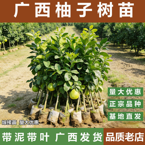 广西容县柚子树苗带泥带叶