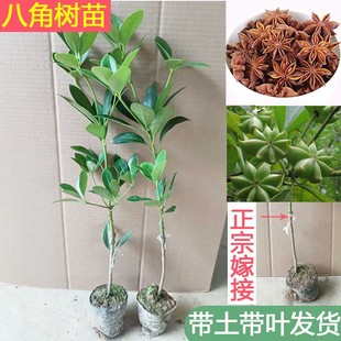 正宗广西嫁接八角树苗食用茴香大料苗大红八角小苗带泥南北方种植