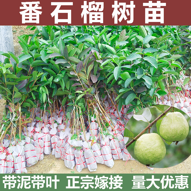 番石榴树苗带泥带叶发货