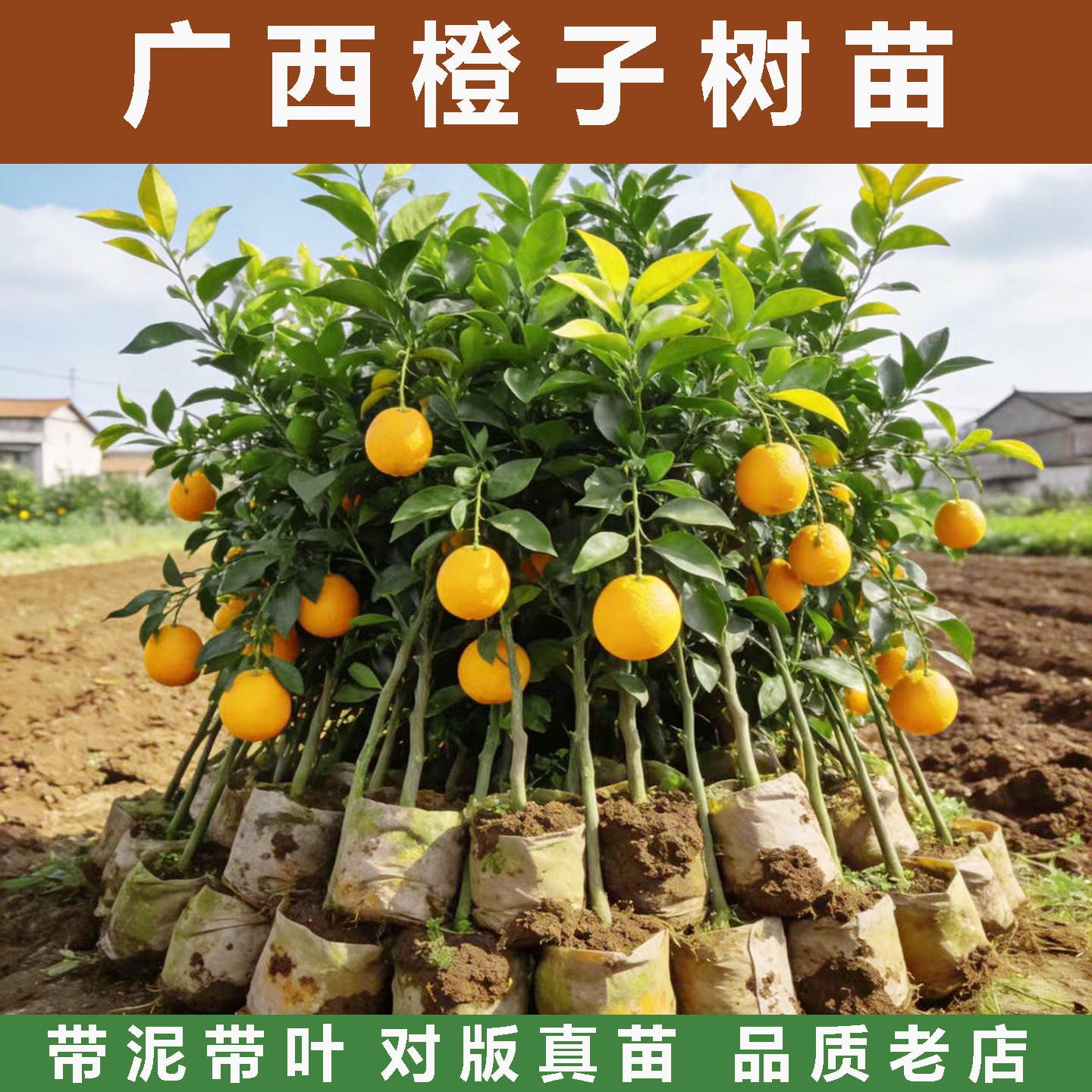 廉江红橙脐橙苗嫁接红江橙冰糖橙南方种植果树苗橙子树苗水果苗树