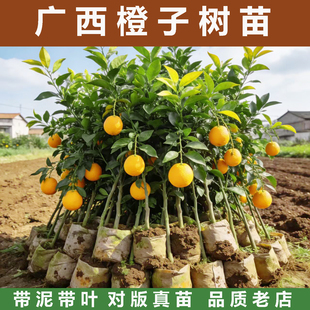 廉江红橙脐橙苗嫁接红江橙冰糖橙南方种植果树苗橙子树苗水果苗树