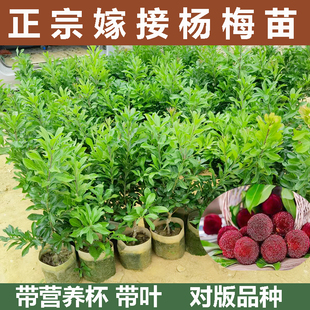 正宗嫁接杨梅树苗乌梅苗黑炭东魁杨梅大果树苗地栽南方种植带土球