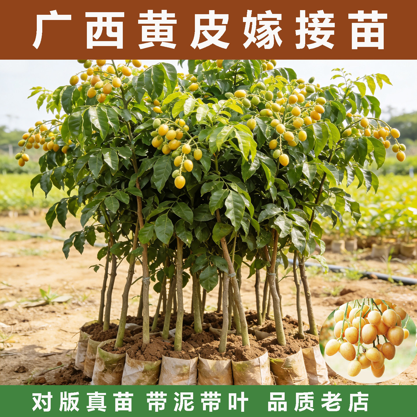 广西黄皮树苗鸡心无核贵妃黄皮果苗果树庭院盆栽地栽南方种植带土