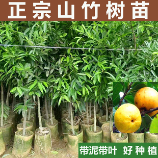 正宗山竹树苗果树苗岭南黄金山竹树苗水果树苗庭院南方种植绿化树