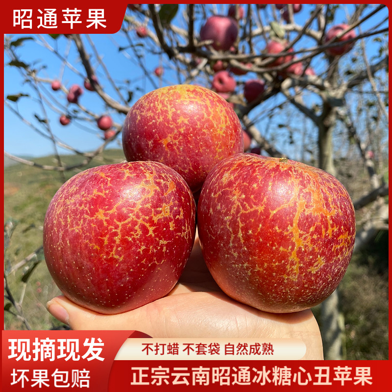 云南农产品野生昭通丑苹果