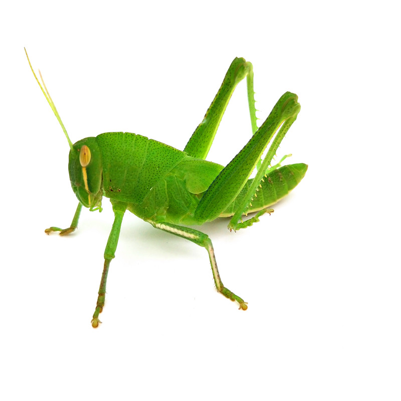 棉蝗大蚂蚱蹬倒山活体蝗虫宠物爬虫牛蚂蚱绿色蝗虫蚂蚱活体包邮