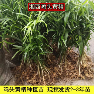 湘西黄精种苗鸡头中药材老虎姜茎块姜形种植苗新鲜现挖根须带芽头