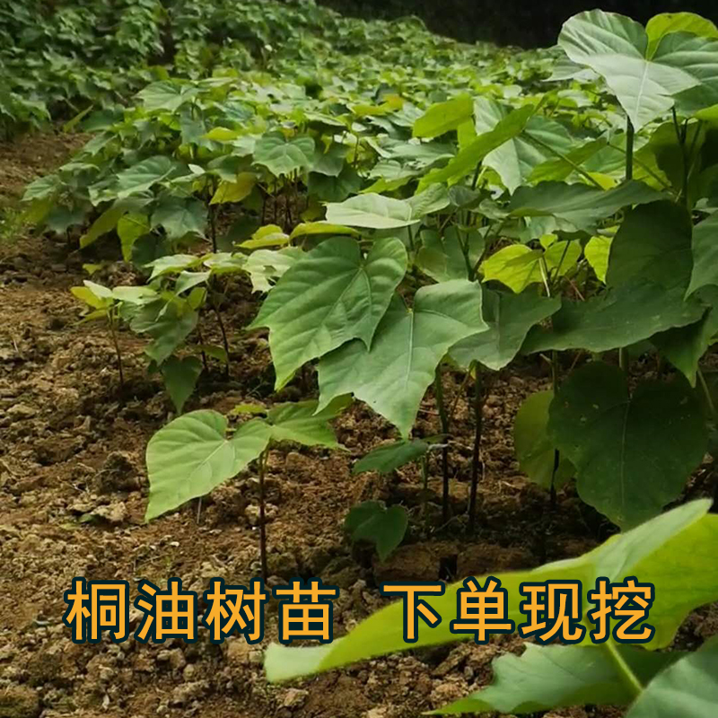 湖南桐油树种植苗桐子树种籽下单现挖油桐树苗庭院果园栽培