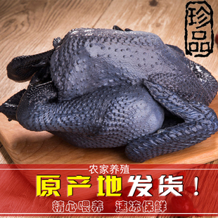 散养乌骨鸡冷冻新鲜土鸡农家鸡正品白凤乌鸡生鲜老母鸡农村走地鸡