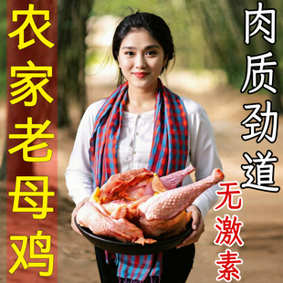 黄油老母鸡土鸡散养走地鸡农家冷冻新鲜正宗草鸡整只笨鸡柴鸡炖汤
