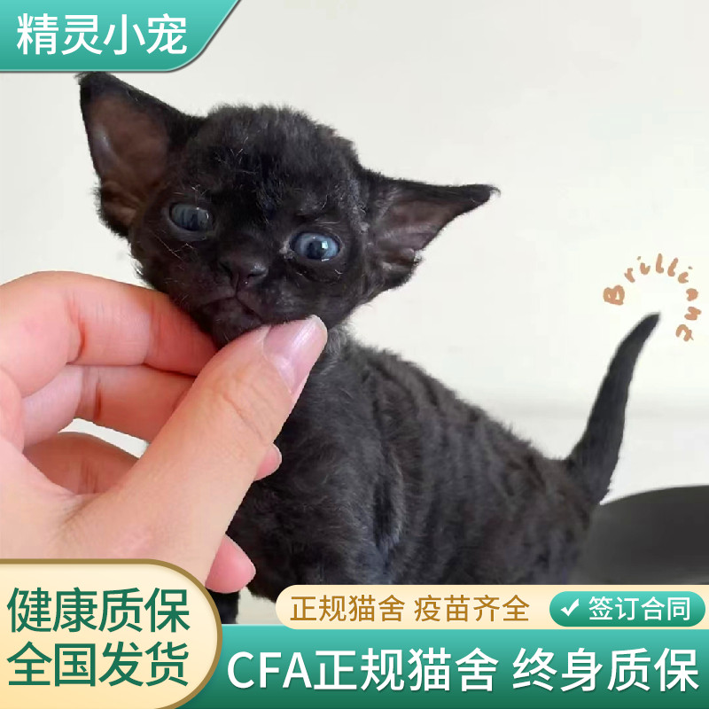 德文卷毛猫纯种幼猫活体蓝眼小奶猫德文帝王猫家养不掉毛宠物猫舍