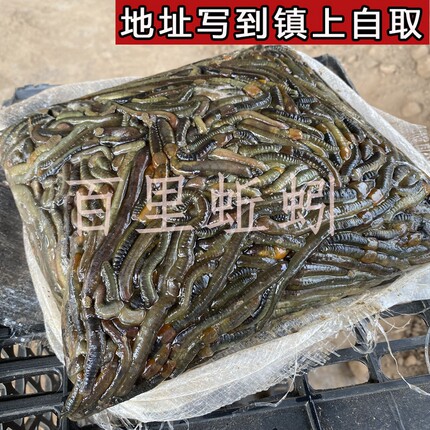 湖北速冻活体青蚯蚓钓黄鳝黑蚯蚓特大冰蚯蚓户外养殖黄鳝开口饵料