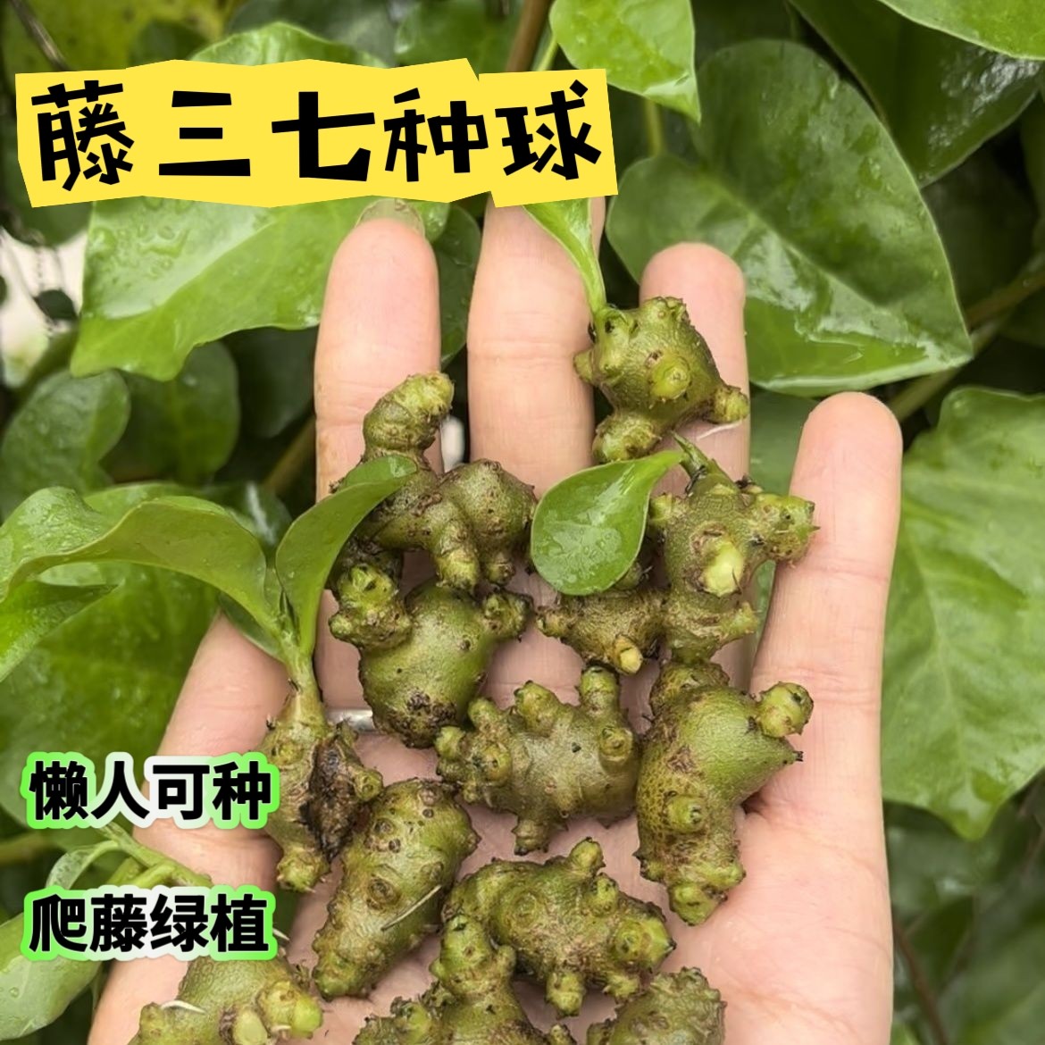 藤三七植物苗盆栽攀藤植物三七种苗种子根茎庭院阳台爬藤绿植