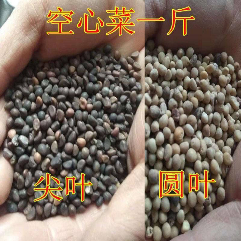 柳叶空心菜种子夏季阳台盆栽蔬菜种籽农家四季播水培大叶空心菜2