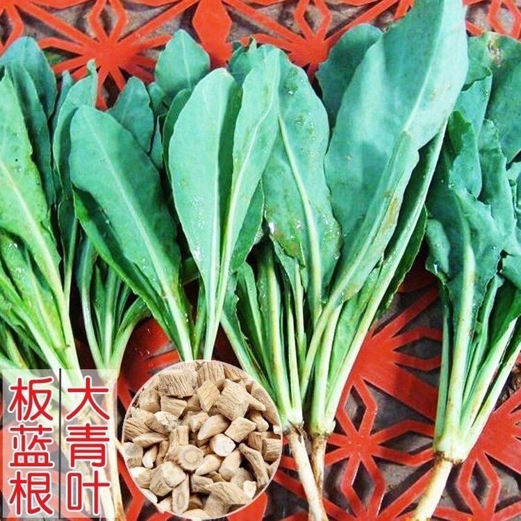 板蓝根种子食用特色青菜大青叶中药材种籽阳台盆栽春季四季蔬菜孑