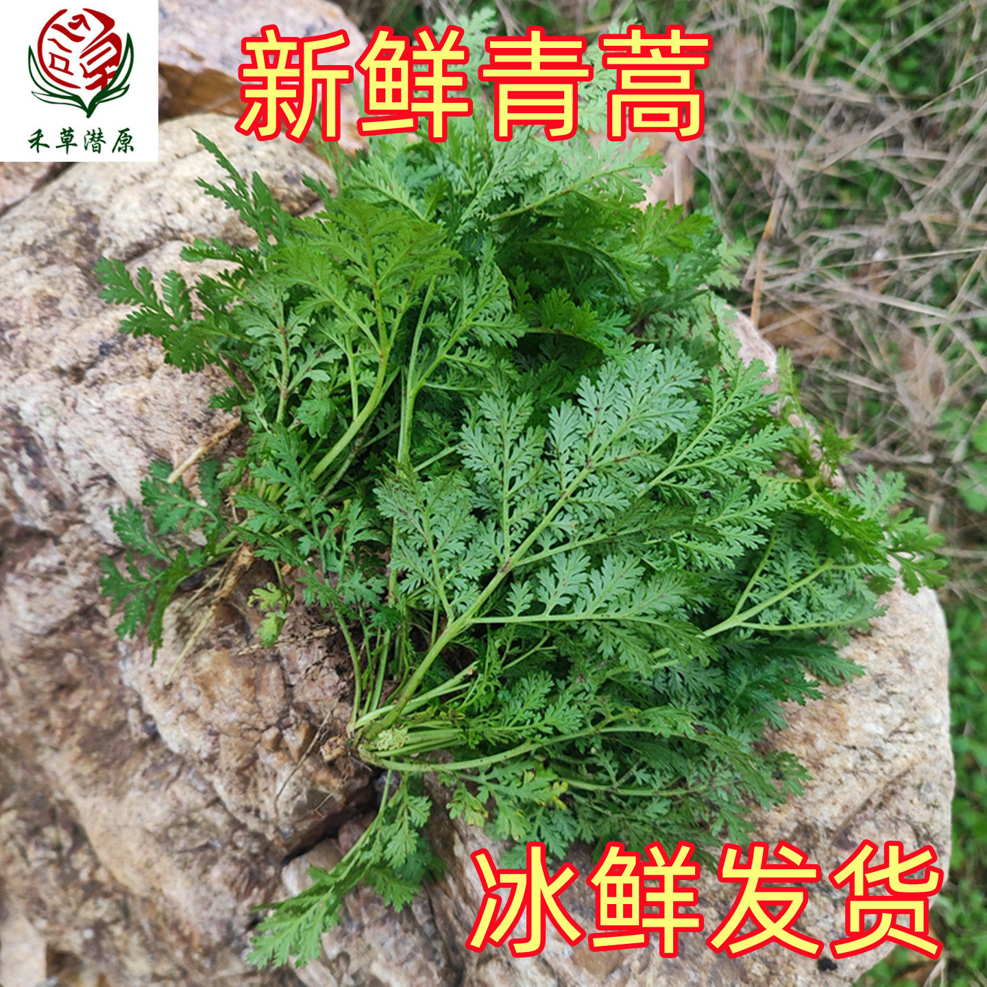 新鲜青蒿苦蒿黄花蒿臭蒿草婴儿泡澡现采现发干品中药材批代发包邮