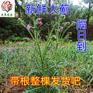 野生新鲜大蓟根 大刺儿菜 大刺盖 山萝卜 内叶刺中草药 煲汤500克