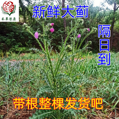 野生新鲜大蓟根大刺儿菜