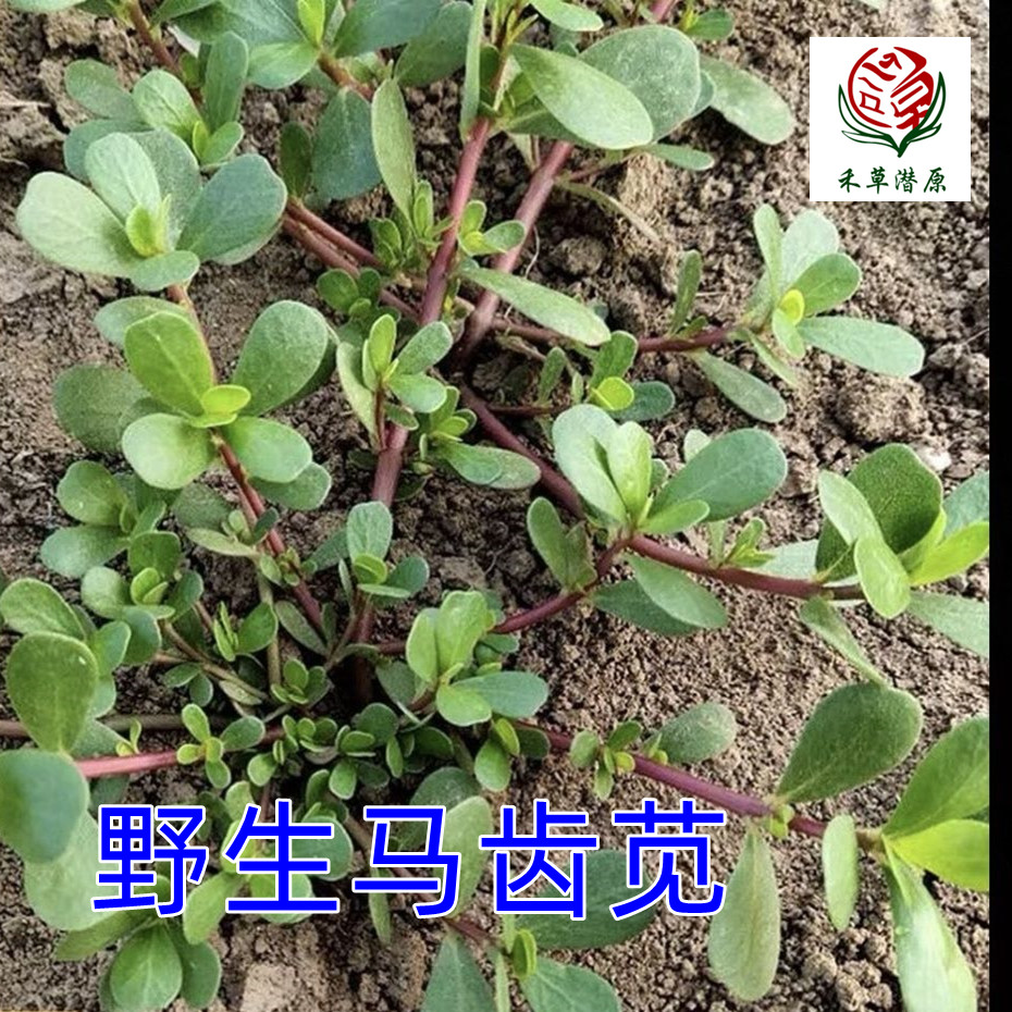 禾草潜原山东野生马齿苋新鲜