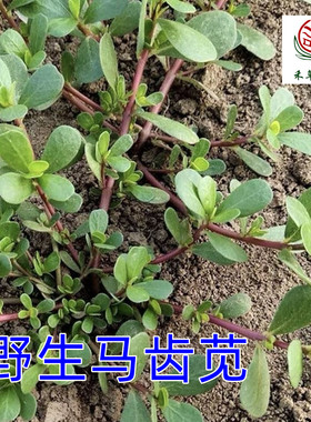 禾草潜原山东野生马齿苋新鲜食用农产品天然绿色蔬菜