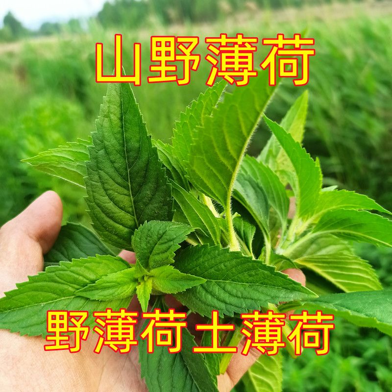 新鲜清凉薄荷叶土薄荷叶野生薄荷叶留兰香胡椒辣椒薄荷 纯露泡茶