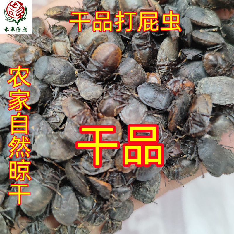 九香虫,臭屁虫,打屁虫,活虫现拍现抓现卖九香虫活体臭虫打屁虫