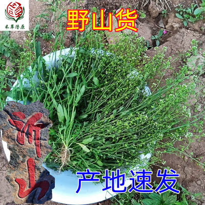 沂蒙山野新鲜干荠菜现挖坏单包赔