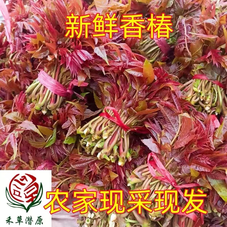 沂蒙山野生正宗红油香椿芽嫩芽新鲜蔬菜食用蔬菜制品叶菜特级香椿 水产肉类/新鲜蔬果/熟食 香椿芽 原图主图