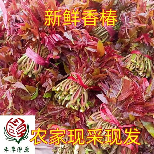 新鲜香椿芽农家现采现发