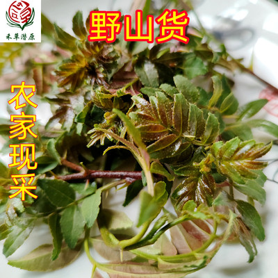 2024现货花椒嫩芽新鲜花椒芽花椒叶嫩芽新鲜正宗野菜香麻当季蔬菜