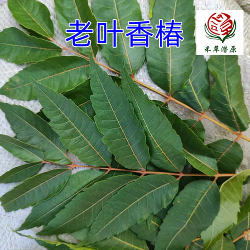 禾草楷原中国大陆老叶香椿嫩芽