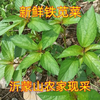 禾草潜原新鲜铁苋菜沂蒙山野菜