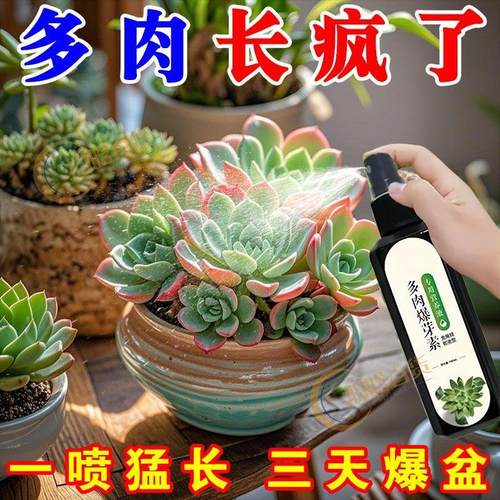 2025新款【多肉营养液专用肥】