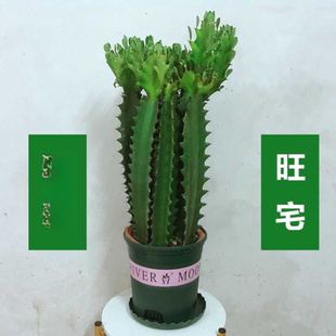 龙骨植物盆栽大办公室桌面招财盆景室内客厅好养多肉绿植花卉