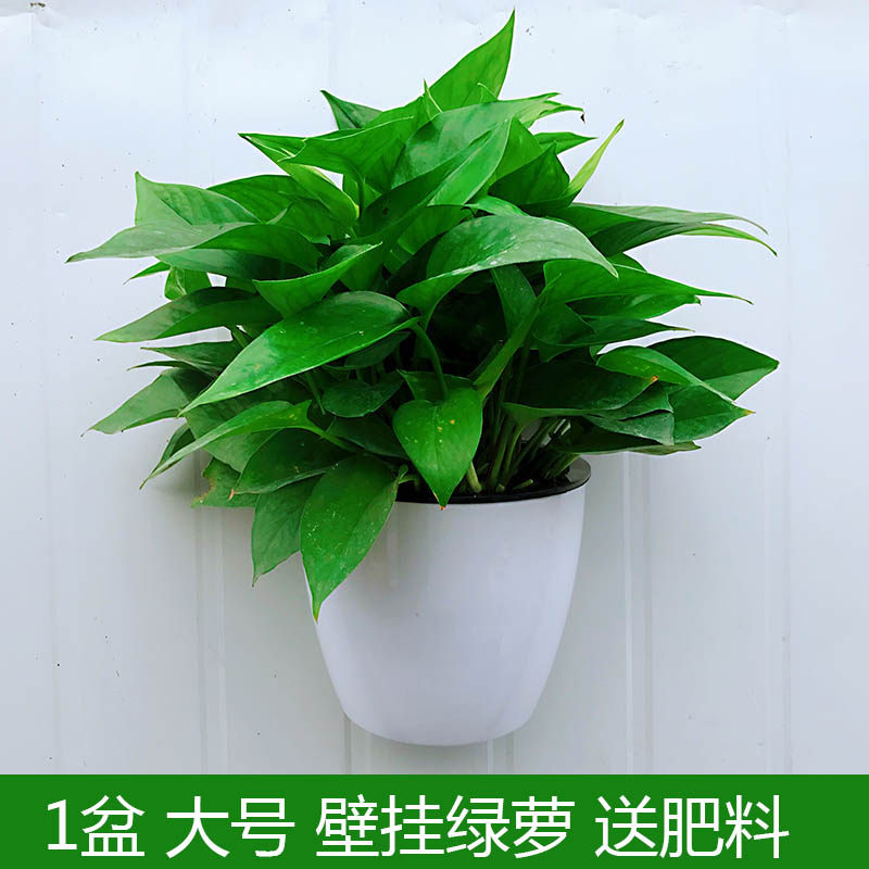 壁挂绿萝挂墙绿植大叶长藤办公室室内除甲醛绿箩水培吊兰垂吊挂壁