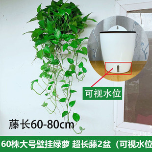 壁挂长藤绿萝大叶绿箩垂吊挂墙植物美观自吸水绿萝水培花卉吊兰