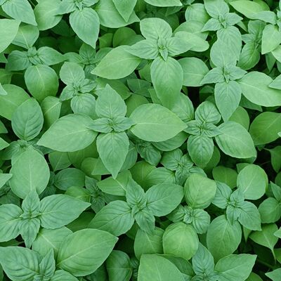 河南新鲜荆芥现摘带根农家自种经济新鲜蔬菜荆芥菜新鲜