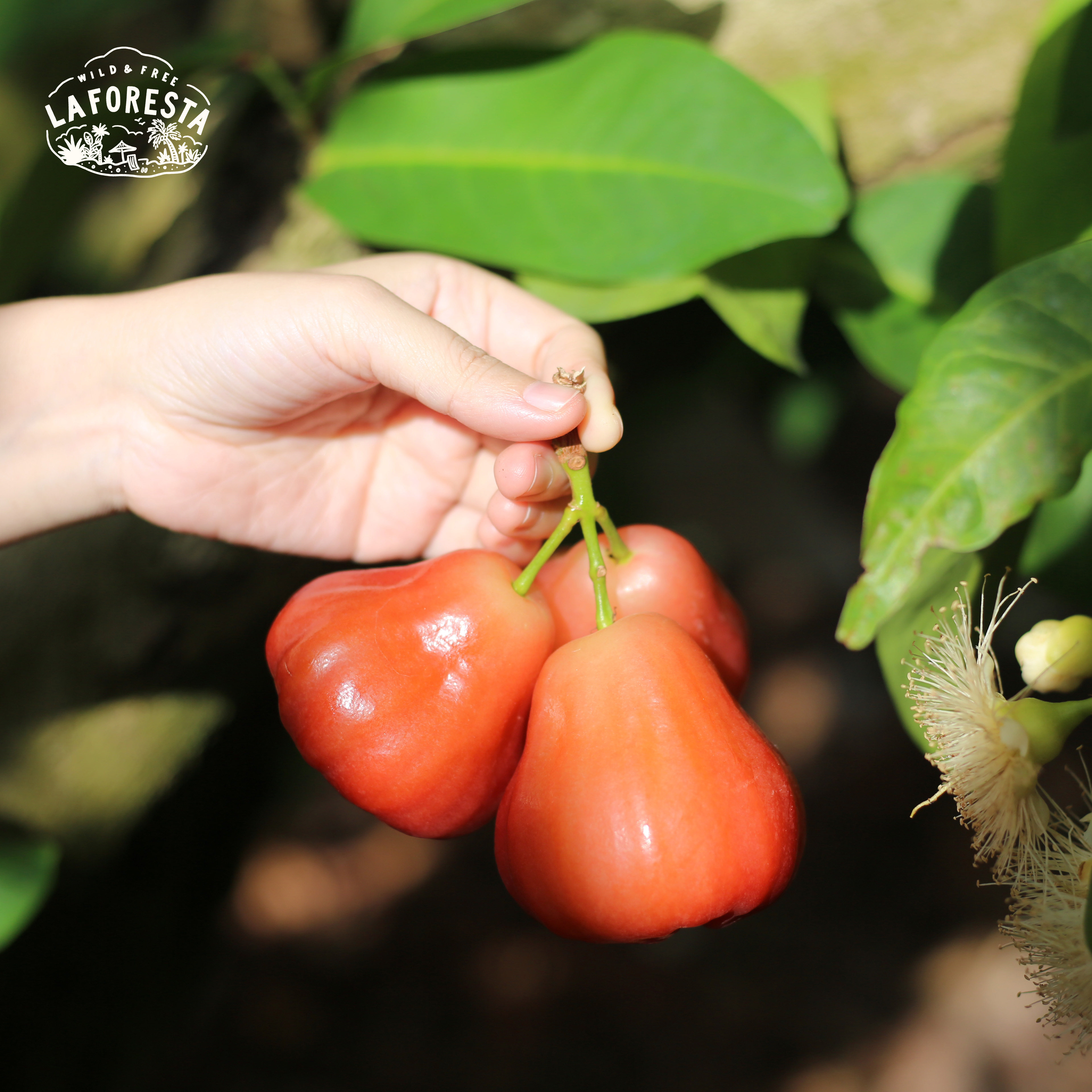 发货慢|laforesta 海南牛奶莲雾 脆甜多汁 12或15枚随机顺丰空运