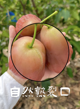 需冷藏｜LaForesta 南鹿一号有机莲雾 裂口花斑实惠装7-15个