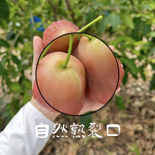 需冷藏｜LaForesta 南鹿一号有机莲雾 裂口花斑实惠装7-15个