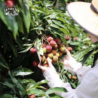 明年再约｜LaForesta 海南高熟妃子笑荔枝