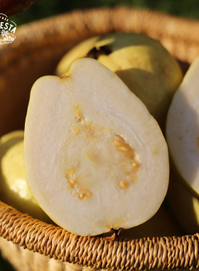 常温保存｜LaForesta 福建漳州芭乐白心芭乐 软糯香甜 低糖低卡