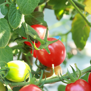 LaForesta 千禧小番茄 露天种植 皮薄多汁 酸甜有味 顺丰陆运