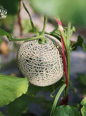 推荐！粗网纹牛3蜜瓜 2枚 日本种源软糯香甜 海南产区  京东