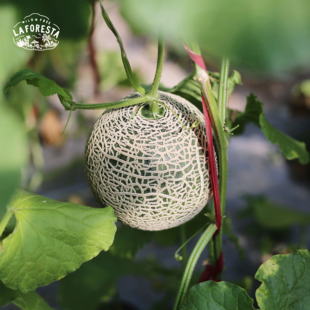 推荐!粗网纹牛3蜜瓜 2枚 日本种源软糯香甜 海南产区 顺丰