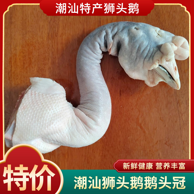 潮汕特产正宗狮头鹅老狮头老鹅头大鹅冠三至四年6斤左右自产自销