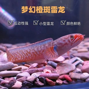 精品进口克伦尼翠玉橙斑雷龙鱼热带猛鱼奶茶雷龙鱼小型凶猛观赏鱼