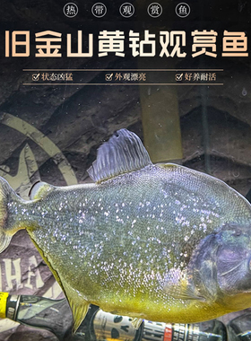 旧金山黄钻水虎鱼S属淡水热带猛鱼精致美观小型群养观赏猛鱼包活