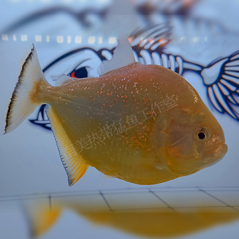 旧金山黄钻水虎鱼s属淡水热带猛鱼精致美观小型群养观赏猛鱼包活